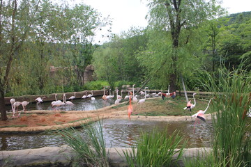 lake and birds in the park