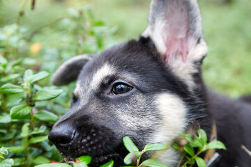 Small German shepherd puppy in green grass in a day. Baby animal walks on nature