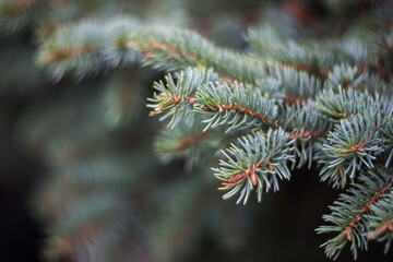 Christmas tree branch close-up with space for text. New year greeting card with a copy of the space.