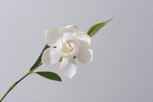 white gardenia with stem on gray background