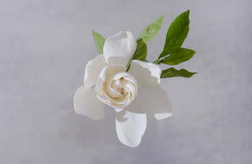 Beautiful gardenia with leaves on gray background