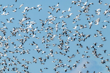 a massive flock of snow geese flew over the blue sky on a sunny day