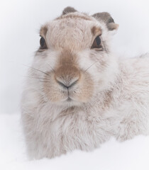 Mountain hare
