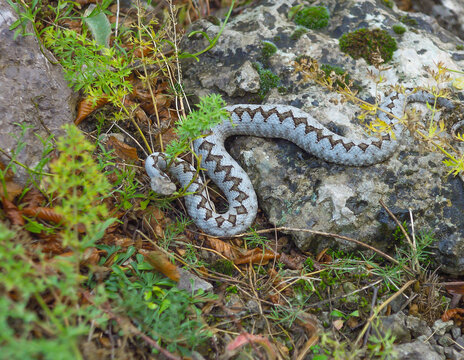 Nose Horned Viper, Vipera Ammodytes