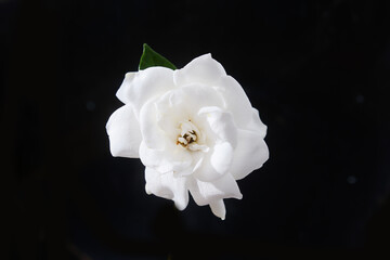 Macro of white gardenia flower with stem on black background 
