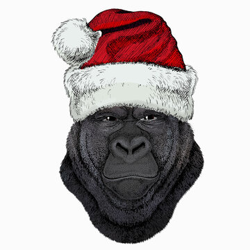 Gorilla head. Christmas red Santa Claus hat. Christmas winter animal vector portrait.