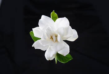 white gardenia flower with stem on black background