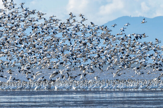 massive flock of snow geese took flight on the coast with mountain range over the horizon in the background