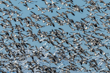 a massive flock of snow geese flew over the blue sky on a sunny day