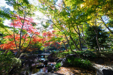 杉並区立大田黒公園の紅葉