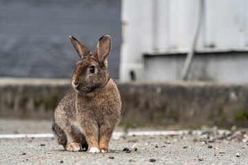 portrait of one cute brown bunny sitting on the ground in front of a grey wall 