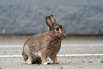 side portrait of a cute brown bunny sitting on the ground in front of a grey wall