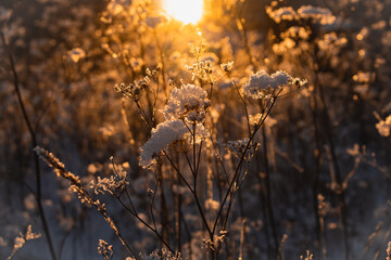 snow lies on the bushes in the rays of the setting sun