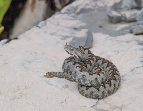 Nose Horned Viper, Vipera Ammodytes