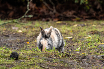 one chubby rabbit with mixed-coloured fur eating on the grass field near the bushes in the park