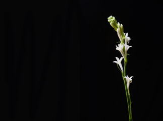 elegant branch white orchid isolated on a black background, with copy space