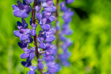 Field of purple lupins on a bright summer day: blooming in the wild, summer colors, flowers, blurred background, selective focus close-up
