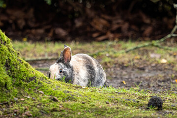 a beautiful rabbit with mixed coloured fur eating the grasses  behind mosses covered tree roots in the park