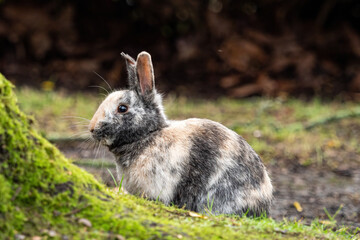 side portrait of a beautiful rabbit with mixed coloured fur sitting on the grasses  behind mosses covered tree roots in the park