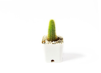 Cactus or Succulents growing in a pot on white background., Cactus closeup on white background.