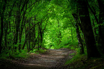 Obraz premium Walkway Lane Path With Green Trees in Forest. Beautiful Alley, road In Park. Way Through Summer Forest