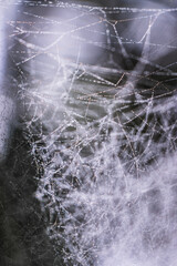 spider webs between two leafs  and water drops on webs