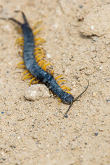 Common Desert Centipede or Scolopendra Polymorpha