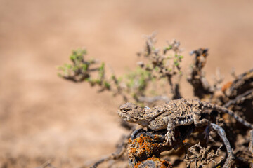 Phrynocephalus helioscopus agama close portrait of in nature
