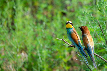 Two European bee-eaters sits on an inclined branch on a blurred green background in bright sunlight