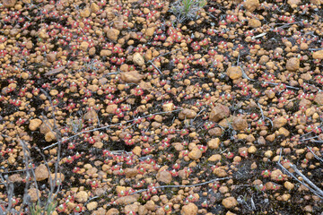 mass colony of the rosette growing pygmy Sundew Drosera leucoblasta west of Hopetoun, Western...