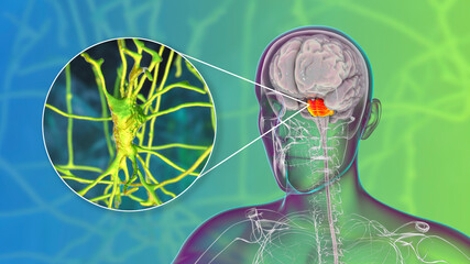 Neurons, brain cells, located in the pons Varolii of the human brain