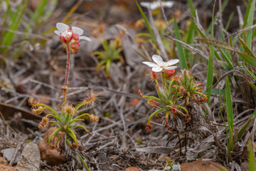 The flowering carnivorous plant Drosera scorpioides west of Hopetoun, Western Australia, view from the side
