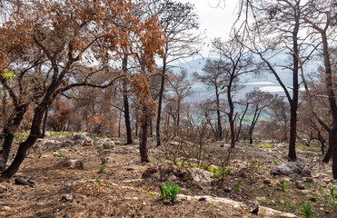Obraz premium Trees burnt after a forest fire in a coniferous forest on Mount Tabor in northern Israel