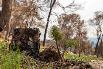 Young green  plants grow after rain in the coniferous forest on Mount Tabor in northern Israel
