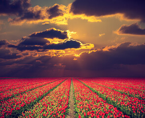 Tulip field at sunset in Netherlands