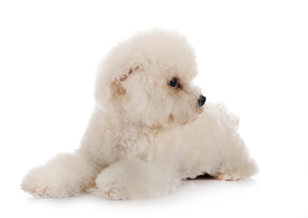 Bichon Frise in studio