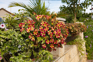 Fototapeta na wymiar Flower pots on the street in the Muslim Circassian - Adyghe village Kfar Kama, located near the Nazareth in the Galilee, in northern Israel