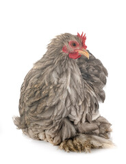 pekin chicken