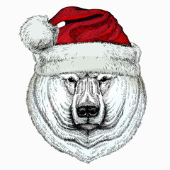 Polar bear head. Vector animal portrait.