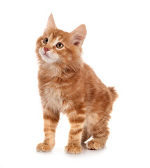 Kurilian Bobtail in studio