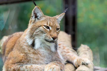 Portrait of Eurasian lynx. Portrait of wild mammal