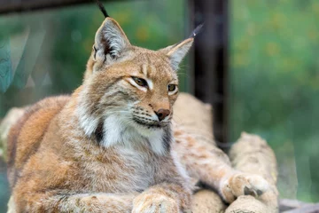 Fotobehang Lynx Portrait of Eurasian lynx. Portrait of wild mammal  © rostovdriver