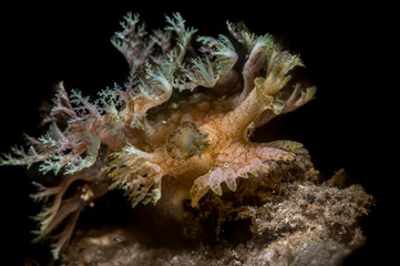 Nudibranch or Mariona arborescens 