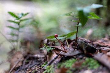 Pink fern sprout