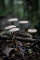 Mushrooms on the forest floor
