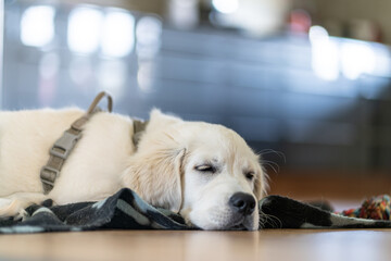 Golden retriever puppy sleeping on the blanket