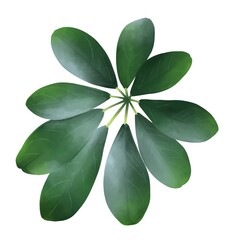 シェフレラ　線画なし