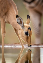 Small baby impala drinking water in Kruger Park in South Africa