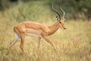 Male impala walking in grass in Savuti in Botswana