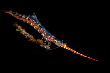 Sawblade shrimp or Tozeuma armatum